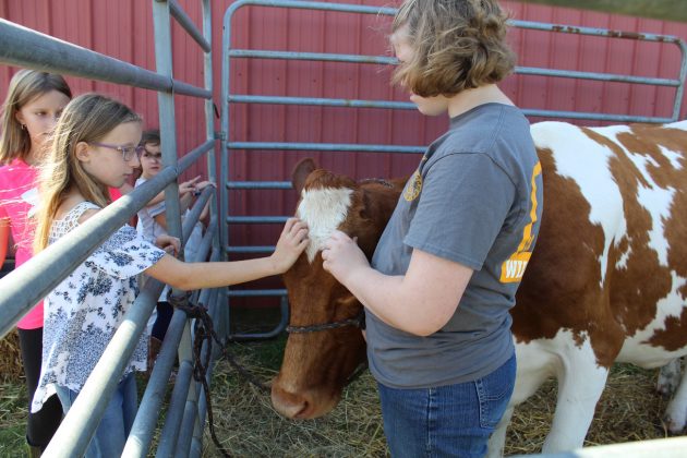 girl shows off dairy cow