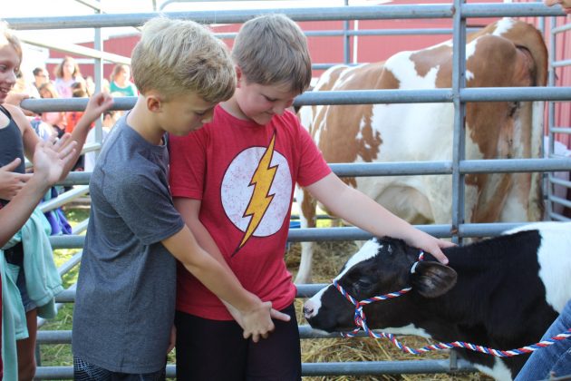 boys pet calf