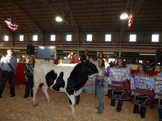 Grand Champion Dairy Steer