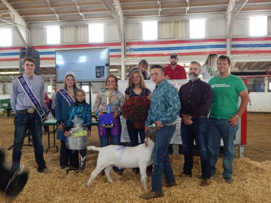 Grand Champion Meat Market Goat