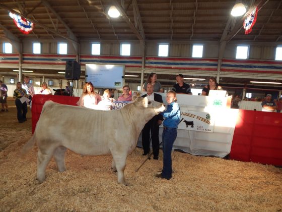 Reserve Champion Steer