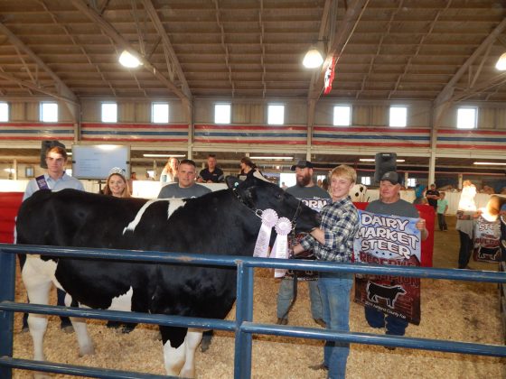 Reserve Champion Dairy Steer
