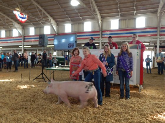 Reserve Champion Hog