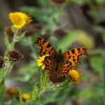 Don’t forget the pollinators Comma butterflies
