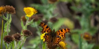 Comma butterflies