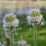 Bur-ied by Kip’s puppy antics cocklebur