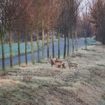 Oh, deer! Stay alert on the road this fall deer near road