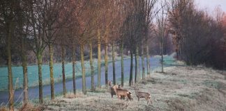 Oh, deer! Stay alert on the road this fall deer near road