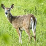 Wildlife crop damage a top issue for Pennsylvania farmers white-tailed deer