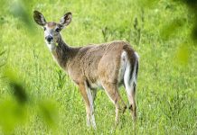 Ohio hunters harvest nearly 27,000 deer on opening day white-tailed deer