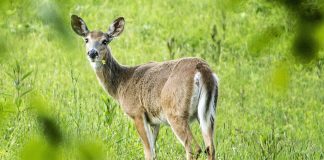 white-tailed deer