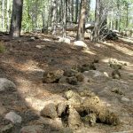 Do you know your scat? scat