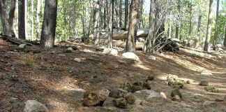 Do you know your scat? scat