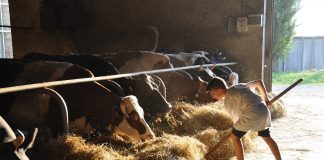 Farm life teaches children ingenuity a child feeding cattle hay