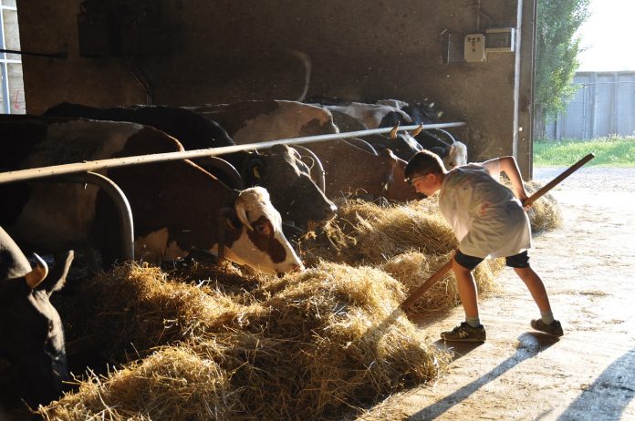 a child feeding cattle hay