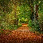 The Thanksgiving that lives in our imagination leaf-covered path through woods