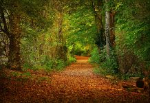 leaf-covered path through woods