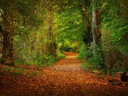 leaf-covered path through woods