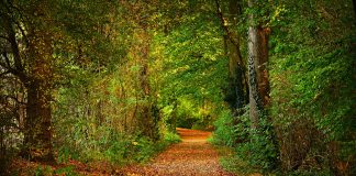 leaf-covered path through woods