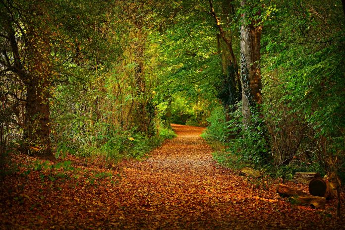 leaf-covered path through woods