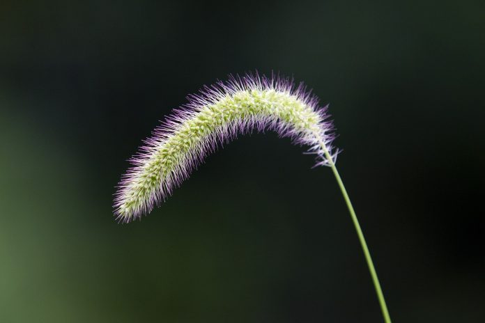 foxtail