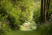 Deer browsing is just one factor shaping North American forests white-tailed deer