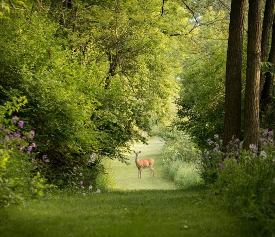 Finding common ground on the topic of hunting white-tailed deer