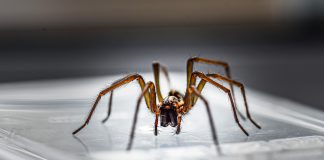 house spider