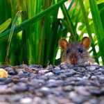 How to keep rodents from overwintering in your house, outbuilding or barn rat
