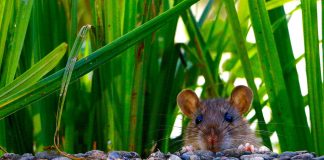How to keep rodents from overwintering in your house, outbuilding or barn rat