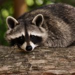Hunting for raccoons: Part three raccoon