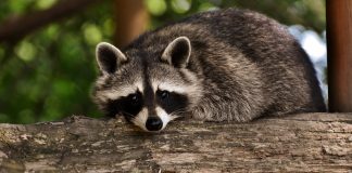 Hunting for raccoons: Part three raccoon