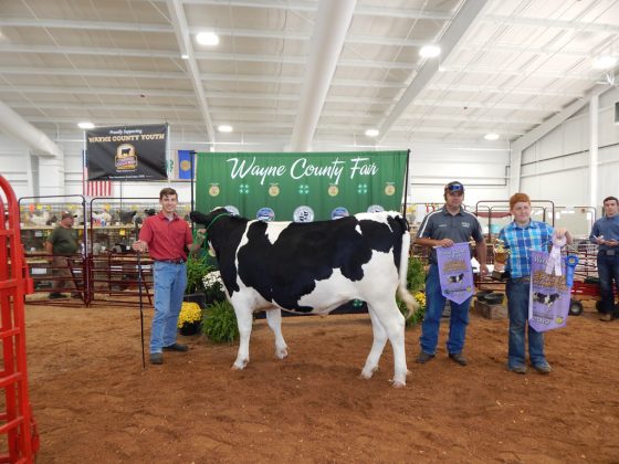 Wayne County Fair Reserve Champion Dairy Steer