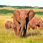Is it time for trophy hunting to end? elephants
