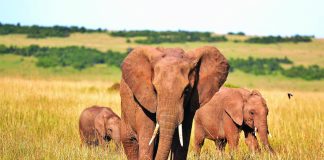 Is it time for trophy hunting to end? elephants