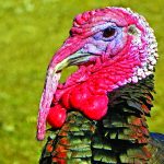 Don’t blink: Turkeys have incredible eyesight turkey head