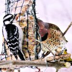 Now is the time for project FeederWatch birds at a feeder