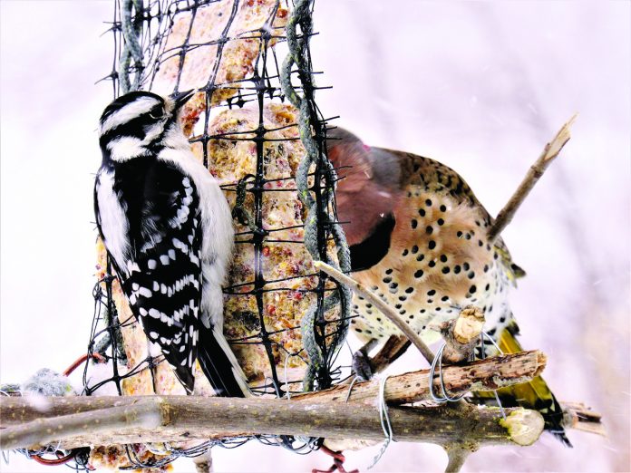 birds at a feeder