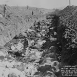 We need better traceability in livestock industry 1924 cattle slaughtered