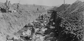 We need better traceability in livestock industry 1924 cattle slaughtered