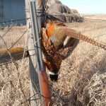 The Marlin model — a sweet 16 gauge shotgun