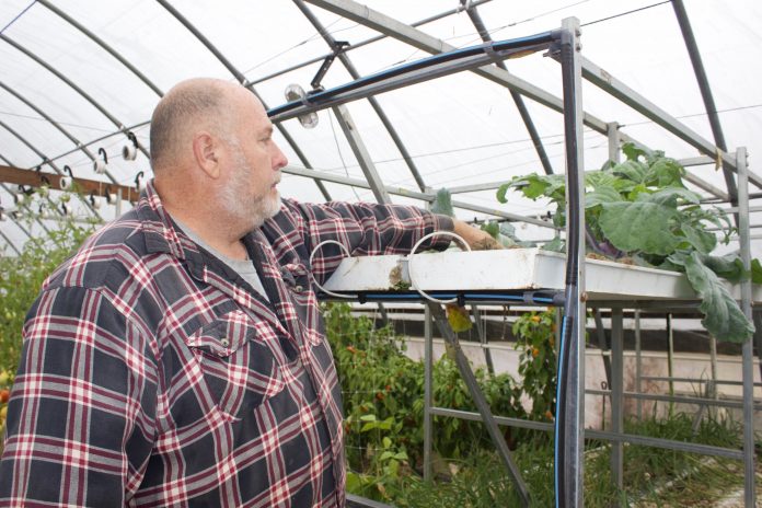 David Clough looks at a plant he grew hydroponically in his greenhouse.