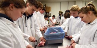 students cut up pig at Tyler HS