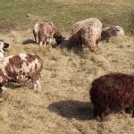 Livestock guardian dog training for modern shepherds livestock guardian dog with sheep