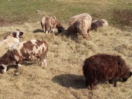 Livestock guardian dog training for modern shepherds livestock guardian dog with sheep