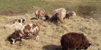livestock guardian dog with sheep
