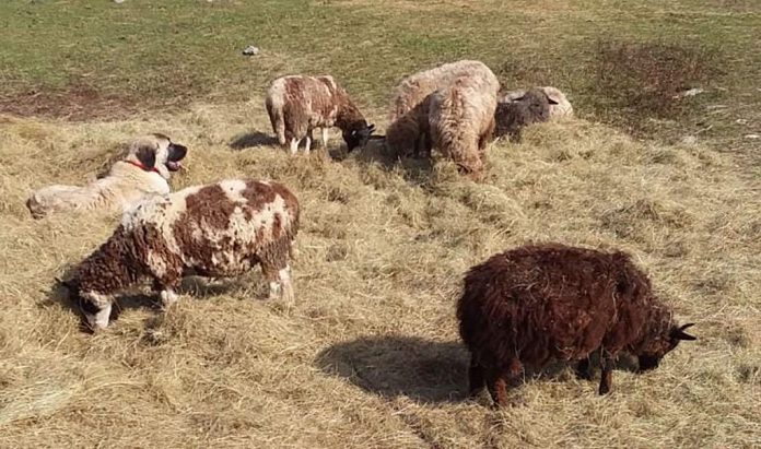 livestock guardian dog with sheep