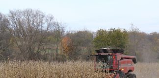 Corn harvest 2016