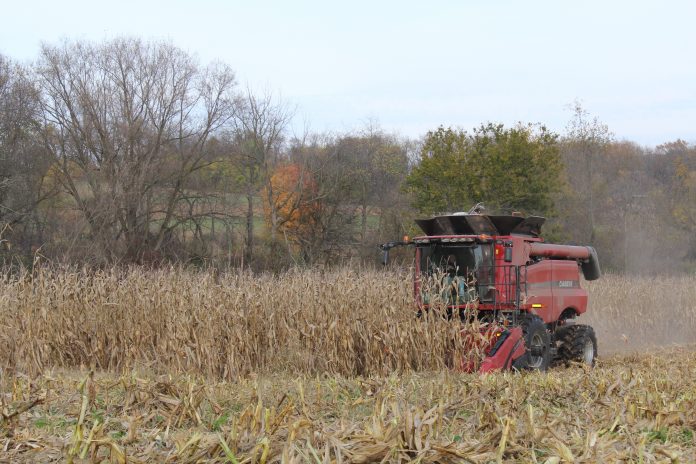 Corn harvest 2016
