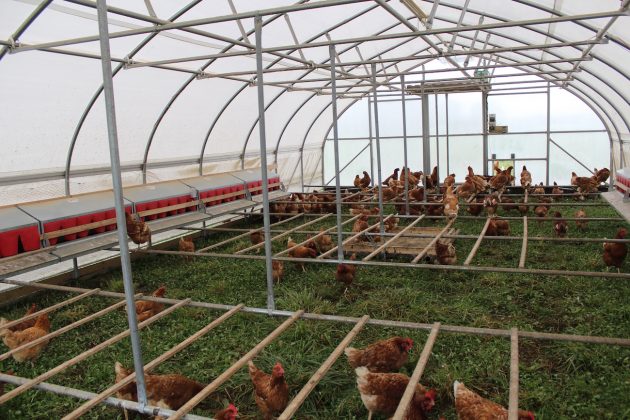 hens in mobile coop